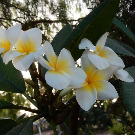 Finca Florida Apartman San Miguel de Abona Kültér fotó