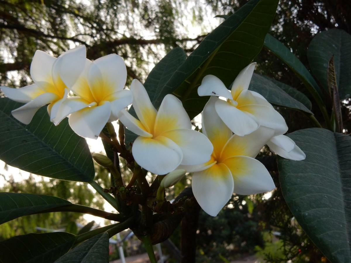 Finca Florida Apartman San Miguel de Abona Kültér fotó